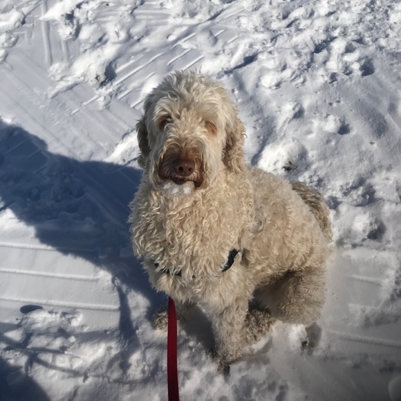 Meet your Posher, Katie - Picture 1 of 1